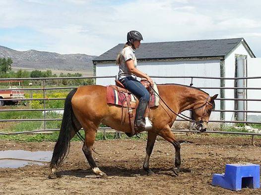 Show bred AQHA mare. 12 years old