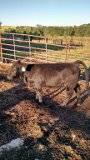 show or replacement heifer (Valparaiso)