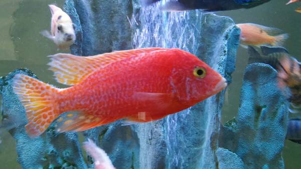 Show Quality Cichlid Juvies (carol stream)