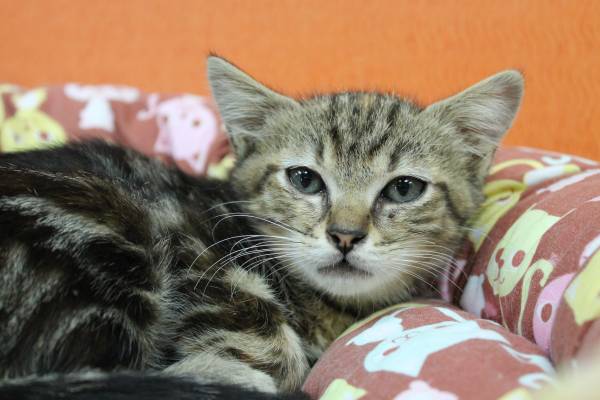 Shy but Sweet 2 month old kitten (Benbrook)