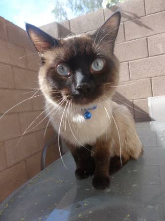 siamese cat  needs a new home