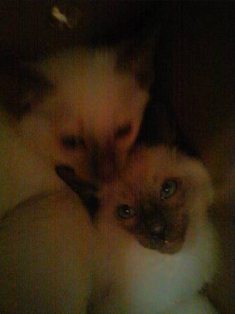 Siamese kitten