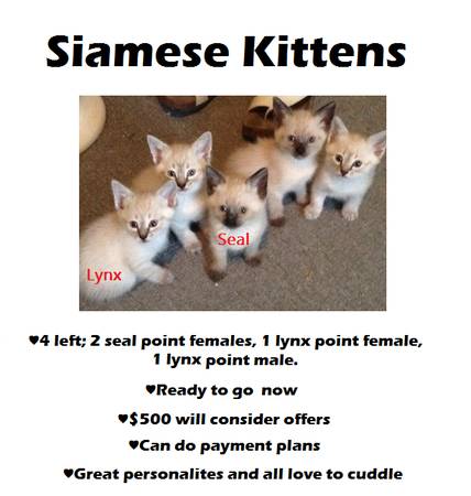 Siamese kittens (Gilman VT)