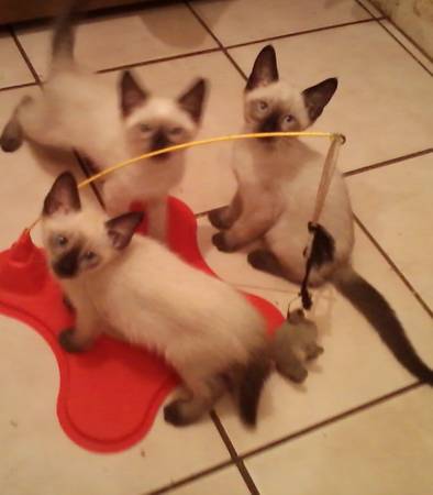 Siamese Kittens Looking For Loving Homes