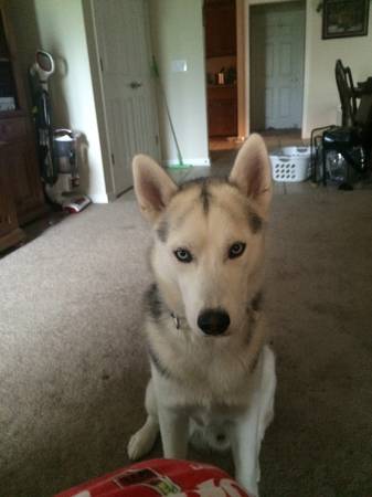 Siberian Husky 2 yr old male