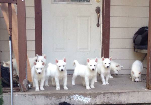 Siberian husky puppies 300 (grand prairie tx)