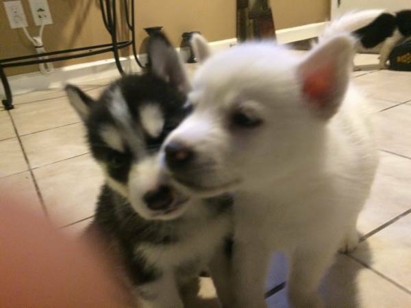 Siberian husky puppies Ready for new home A.S.A.P