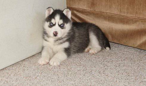 Siberian husky puppies with shots and dewormed