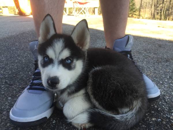 Siberian husky puppy (Chichester nh)