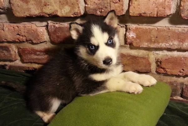 Siberian Husky Puppy Essay Contest