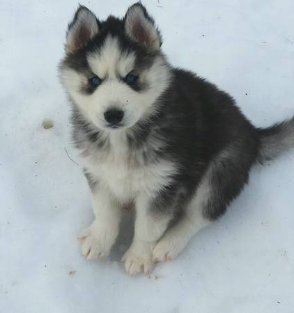 Siberian Husky Puppy for new home.,  female,