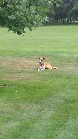 Sighted dog mixed breed very skinny (Hillcrest Country Club)