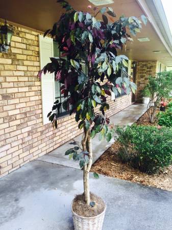 Silk Ficus Tree