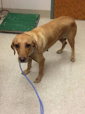 Singapore the lab needs a foster tomorrow please help (Metro Denver)