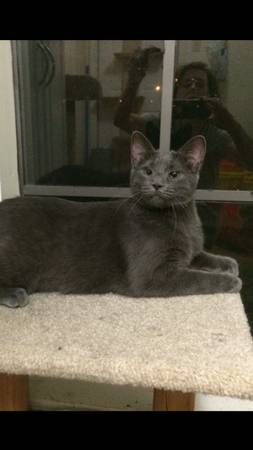 Skye Very Special 7 month Old Blue Russian Cat (Hammond)