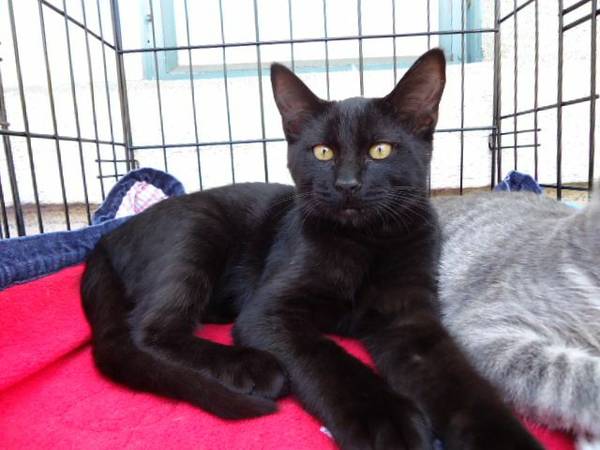 Sleek Black kitten Bodie available for forever home (berkeley)