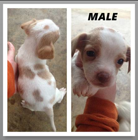 Small breed puppies (Vancleave)