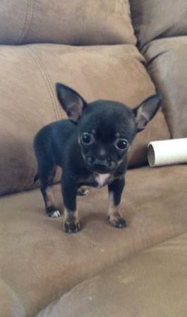 Small Chihuahua puppy