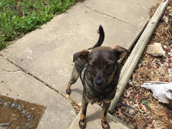 Small dog free to good home (Drexel, MO)