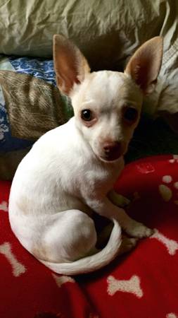 Small Female Chihuahua to Good Home (Amite)