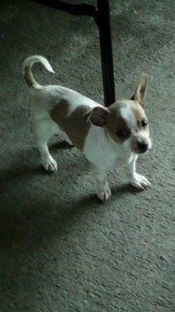 Small loving Chihuahua in need of forever home (Bristol CT)