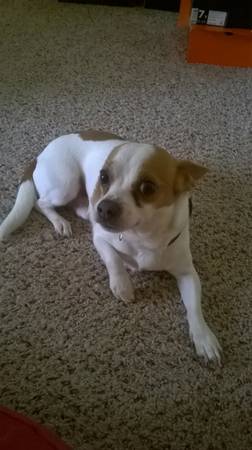 Small white and brown chihuahua For FREE (Columbus)