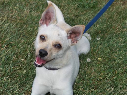 Smiling Chihuahua Mix