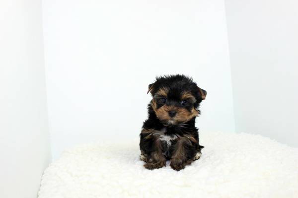Smiling female yorkie puppy awaiting a home