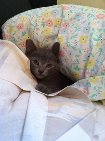 Smokey RUSSIAN BLUE kitten baby boy FULLY VETTED