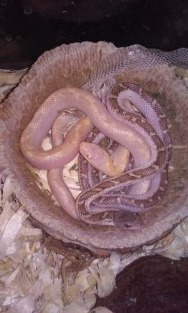 snakes for sale or trade