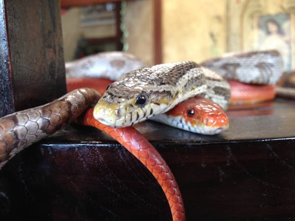 Sneaker The Worlds Coolest Anery Corn Snake And His Wife Stilletto