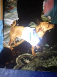 SNOOPY STILL MISSING MALE LIGHT BROWNTAN CHIHUAHUA LOST 91713 (FIGUEROA ST amp SLAUSON AVE.)