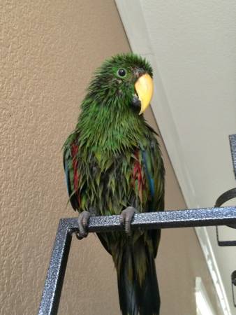 Solomon Island Eclectus (Las VegasHenderson)