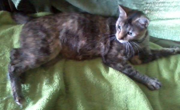 Soon to be mamma cat  Great hunter but also very loving (KentAuburn, Tacoma or Bremerton)