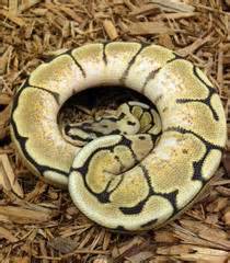 spder ball python  75 (md)