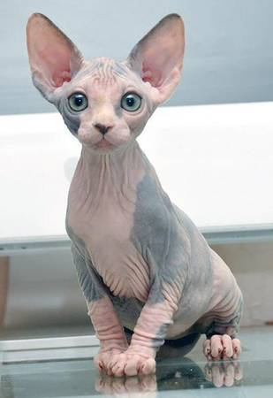 SPHYNX KITTEN WANTED  (Kansas City, Missouri)