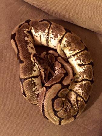 Spider ball python