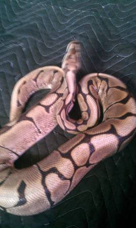 spider python (dover)