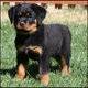 Splendid 2 Rottweiler puppies available Pm