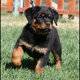 Splendid 2 Rottweiler puppies available Pm