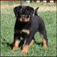 Splendid 2 Rottweiler puppies available Pm