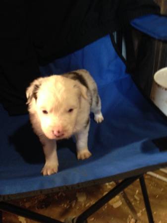 Standard Australian Shepherd Puppies (Davis, Ok)