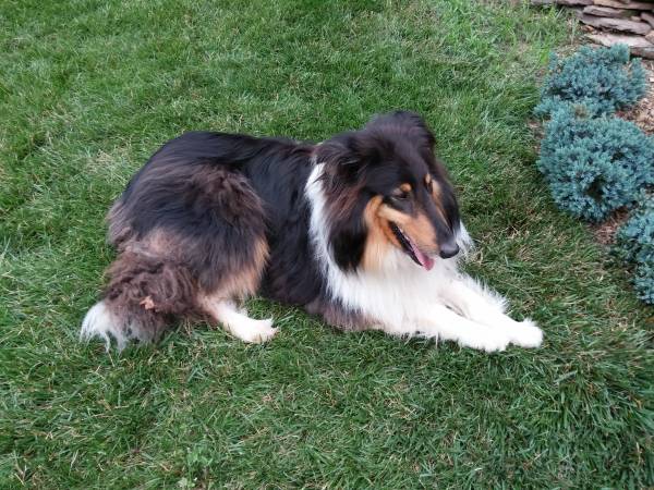 Standard Collie needs a new home (Newark)