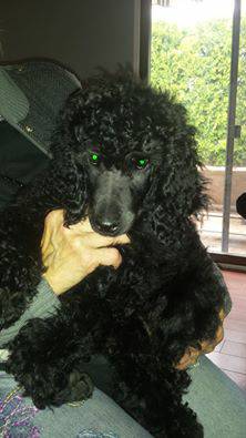 Standard poodle puppies (special needs)