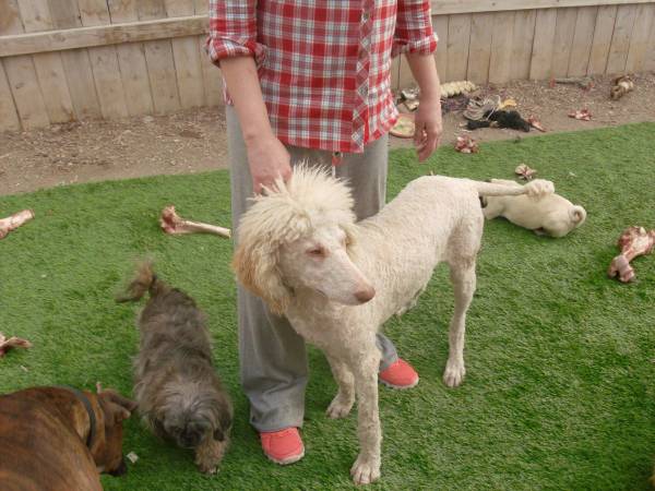 Standard Poodle (rapid city)