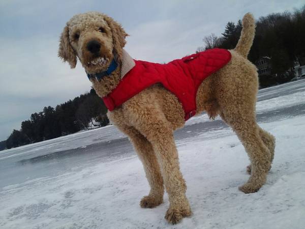 Standard Poodle Stud