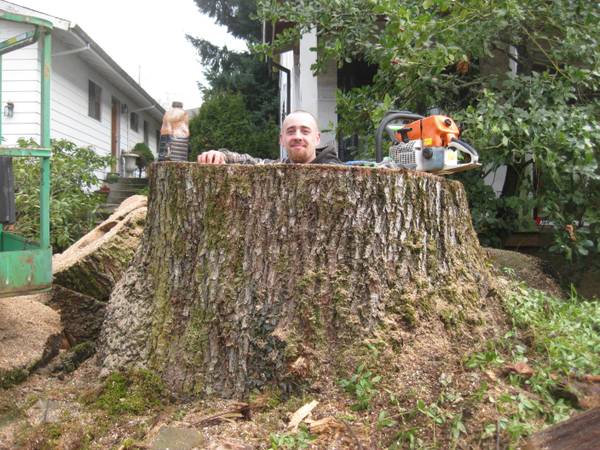 Steve Greenberg Tree Service Licensed Bonded Insured (Portland Metro Area)
