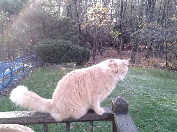 STILL MISSING BeigeWhite Cat, Rocky Hill (Farms Village Road, Rocky Hill)