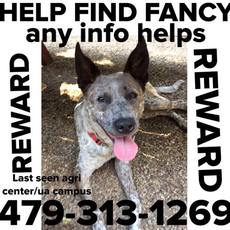 STILL MISSING FANCY (Last seen on UA campus)