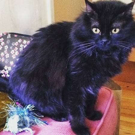 Still missing  Fluffy black neutered male cat REWARD (Interstate and Farragut)